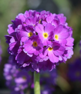 Primula denticulata, Lila